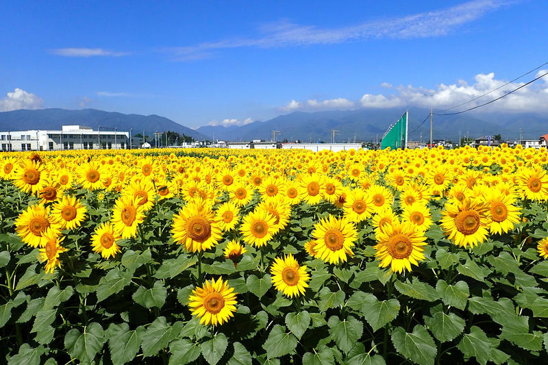 新村ひまわりプロジェクト からのご案内19年の開花予定 松本大学 松本大学松商短期大学部